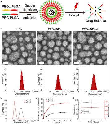 Tumor-Acidity Responsive Polymeric Nanoparticles for Targeting Delivery of Angiogenesis Inhibitor for Enhanced Antitumor Efficacy With Decreased Toxicity